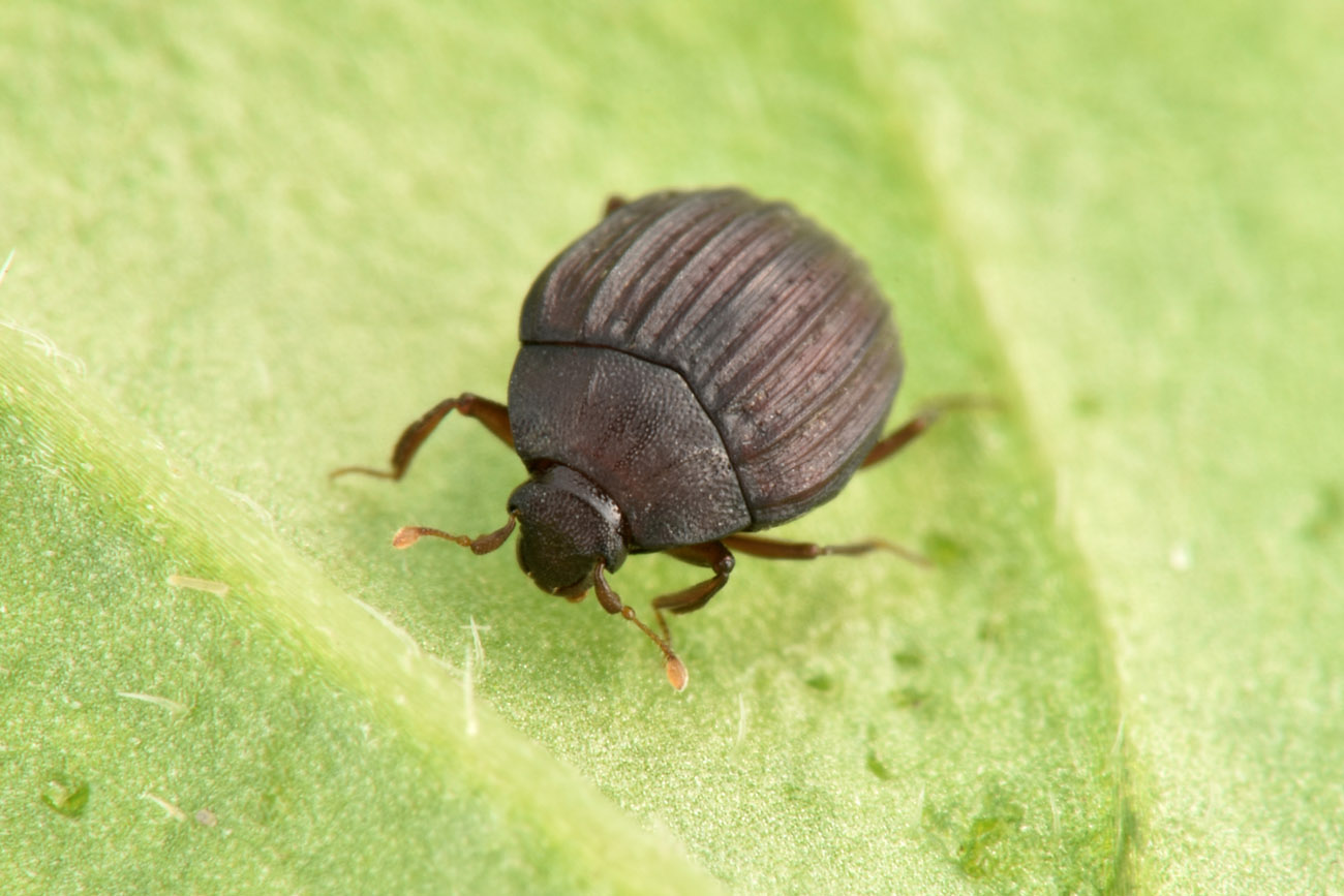 Histeridae: Onthophilus affinis